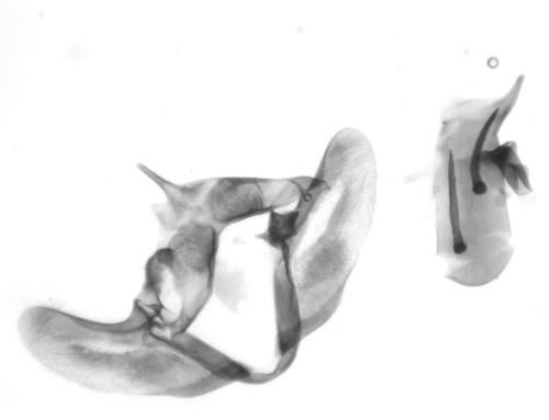 Réf. 322 265 : Phtheochroa frigidana